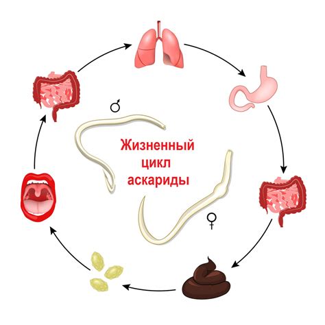 Расстройства пищеварительной системы как причина слизи в кале