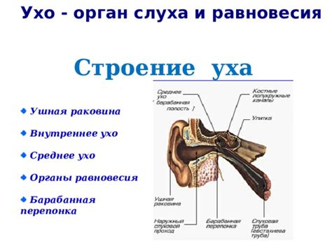 Расстройства слуха и нарушенное обоняние