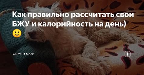 Рассчитайте свои БЖУ