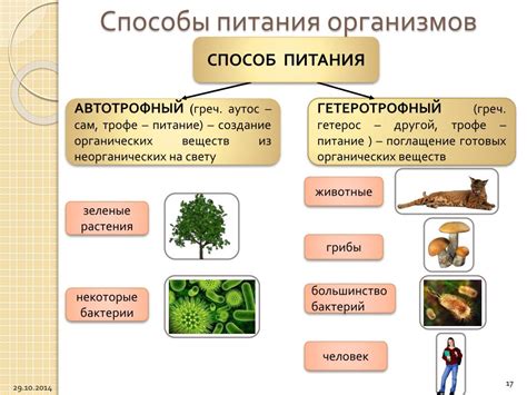 Растения, питающиеся гетеротрофно: особенности и виды