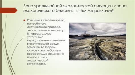 Растения, содействующие балансу и нормализации экологической ситуации