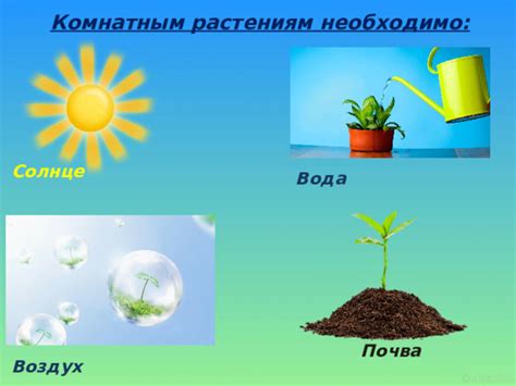 Растениям необходимо светлое пространство