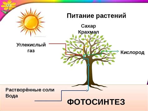 Растения и питание