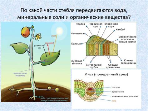 Растения и производство