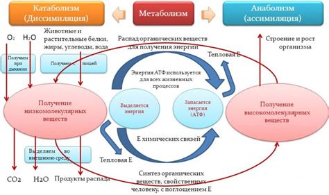 Растягивание процесса метаболизма