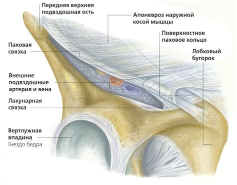 Растяжение связок в паховой области у женщин