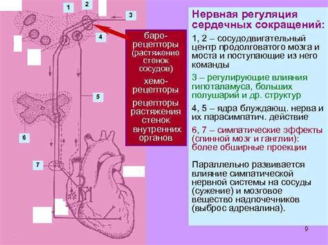 Растяжение сосудов