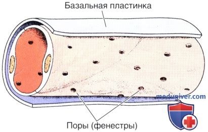 Расширение капилляров и их склонность к образованию опухолей