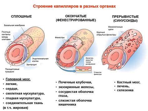 Расширение капилляров и снятие напряжения