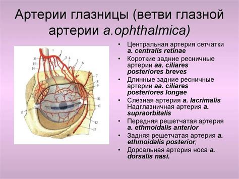 Расширение судорог и кровоснабжения глаз