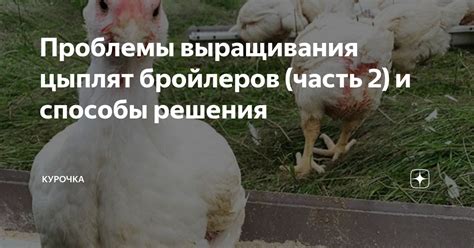 Рациональное планирование процесса выращивания цыплят