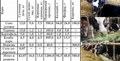 Рацион и кормление коровы