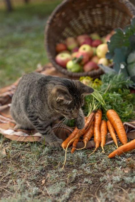 Рацион и питание кота