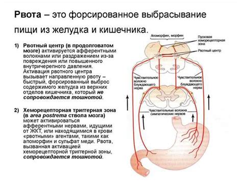 Рвотный рефлекс: что это и как он работает