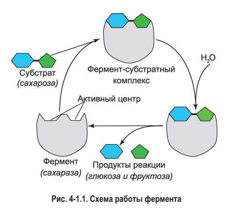 Реакция белков