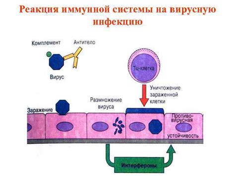 Реакция иммунной системы на инфекцию