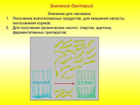 Реакция молочнокислых бактерий на сок капусты