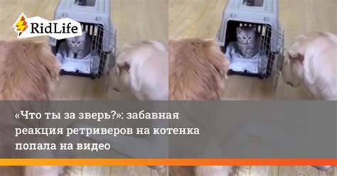 Реакция на приближение котенка