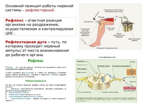 Реакция нервной системы на щекотку: