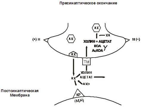 Реакция организма на стимуляцию