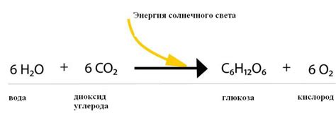 Реакция растений на сокращение дней