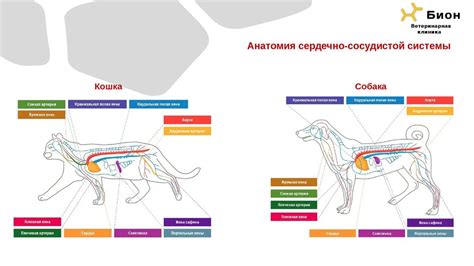 Реакция сердечно-сосудистой и дыхательной системы