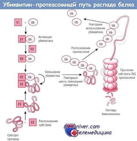 Реакция с белками