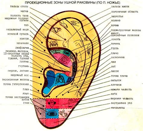 Реальная польза колки ушей при болезни