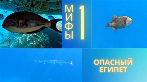 Реальная угроза или мифы о жителях Красного моря?