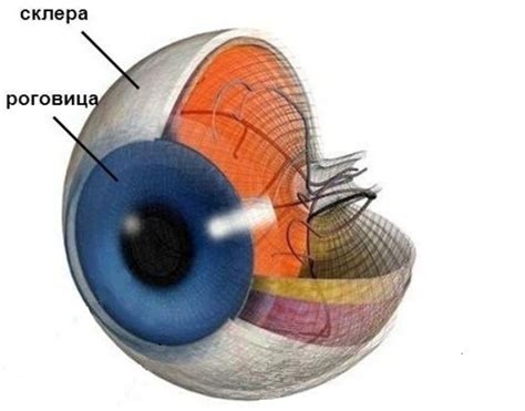 Регенерационные свойства ихтиолки