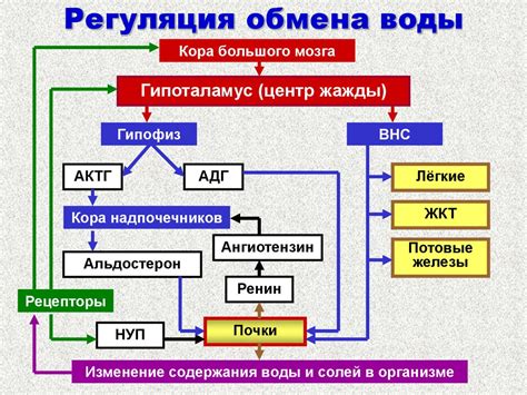 Регулирование водно-солевого обмена