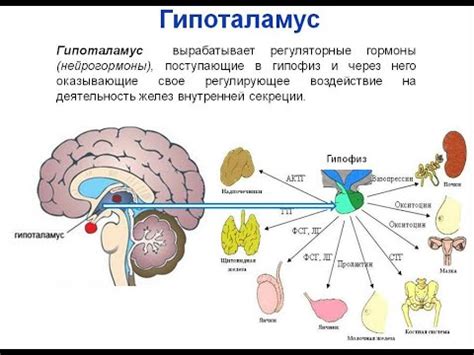 Регулирование гормонов