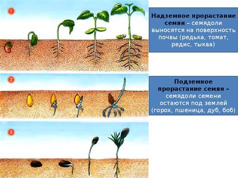 Регулирует рост и развитие клеток