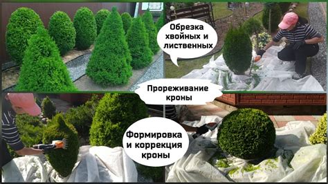 Регулярное прореживание растений