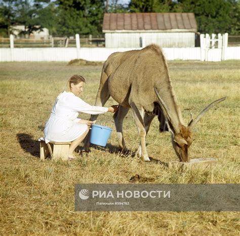 Регулярное удойное доение