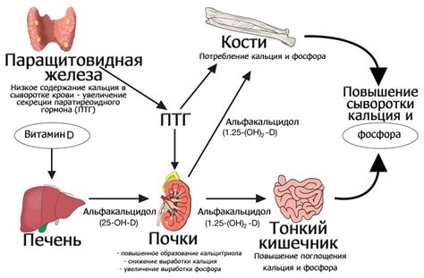 Регулярный контроль уровня кальция в организме