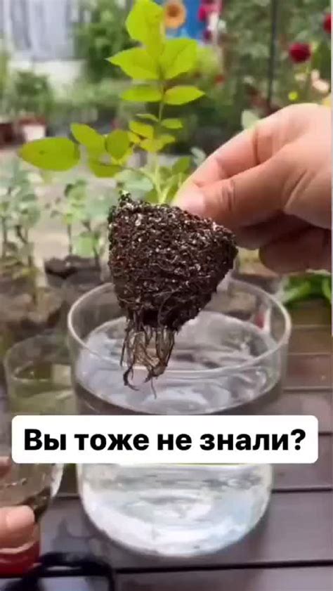 Регулярный полив и освещение