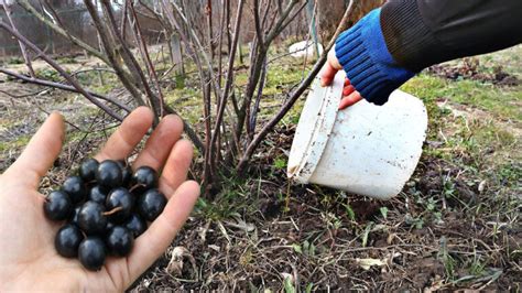 Регулярный полив и подкормка черной смородины