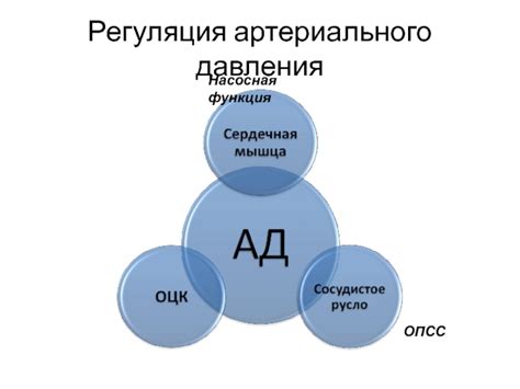 Регуляция артериального давления