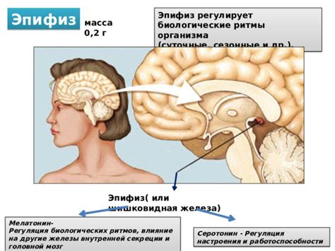 Регуляция биологических ритмов организма