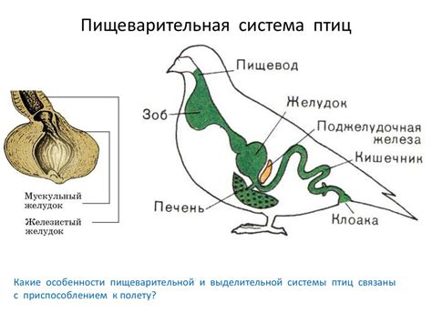 Регуляция биоритма птиц