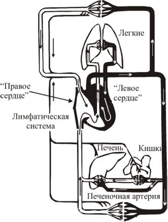 Регуляция внутренней среды организма