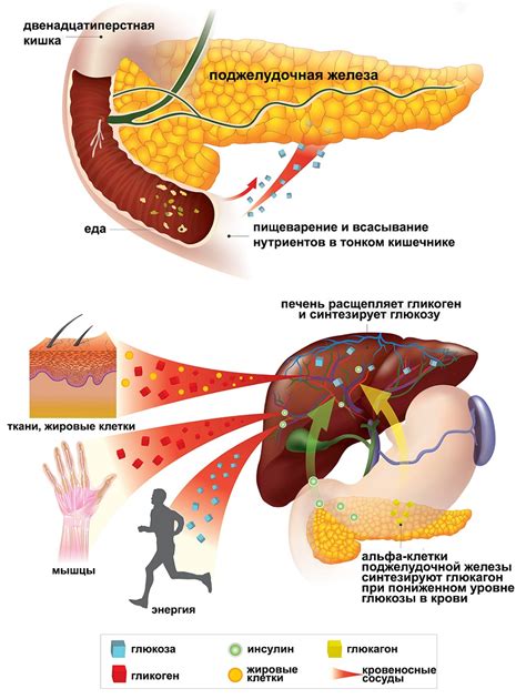 Регуляция глюкозы в организме