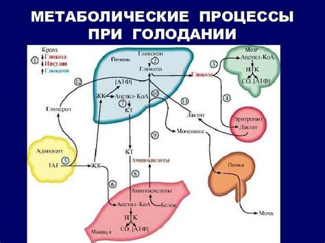 Регуляция гормонов при периодическом голодании