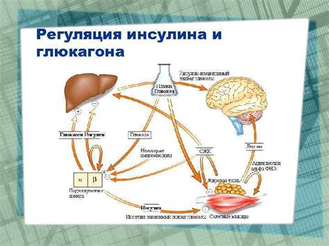 Регуляция инсулина