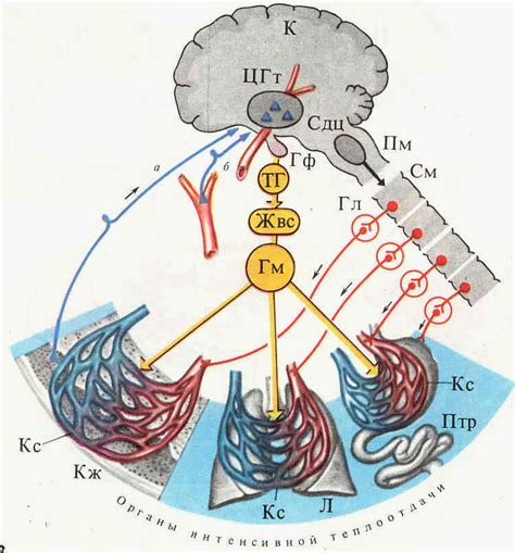Регуляция кровообращения и теплоотдачи