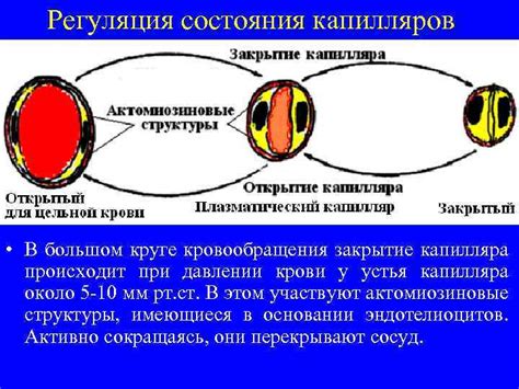 Регуляция кровообращения при низком давлении