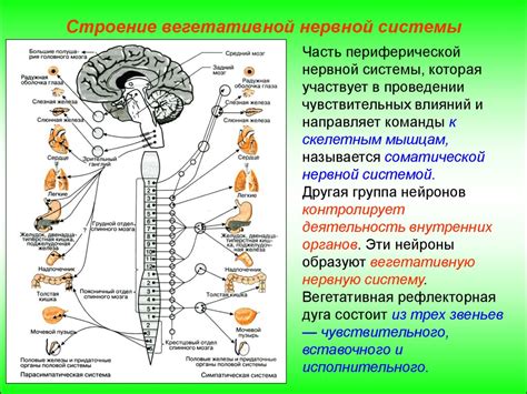 Регуляция нервной системы и антистрессовое действие