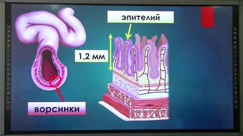 Регуляция пищеварения