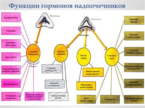 Регуляция процессов роста и развития молодых органов